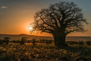 Oldd baobab at sunset