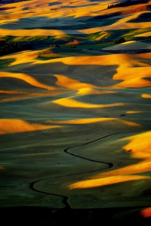The golden rolling fields