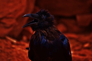 Canyon Crow