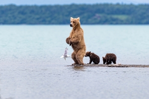 Mother and bear cubs fishing for salmon