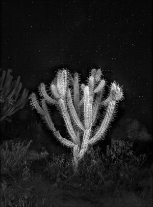 Cactus and Stars 