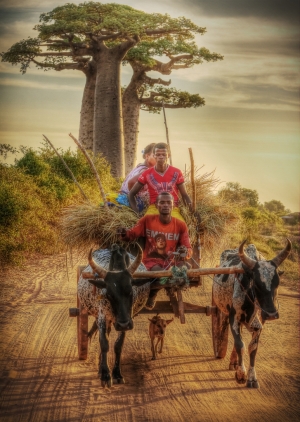 Baobab Ride
