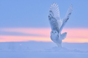 Snowy wings