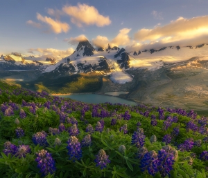 Mountain Flowers Sea