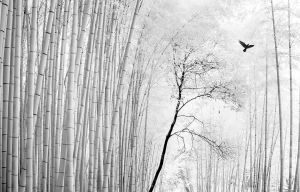 Crow in the Bamboo forest
