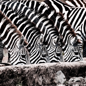 Zebras at the Waterhole