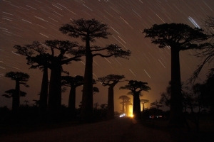 Baobabs' Night Trail