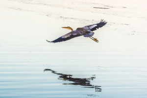 Great Blue Heron on Green Lake in Early Morning Flight (2017)
