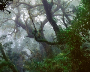 Reunion Island Forests