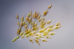 Micro flowers in a drop of water