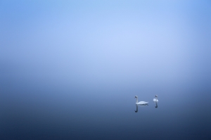 Swans in the Fog
