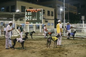 Last Greyhound Racing in Asia