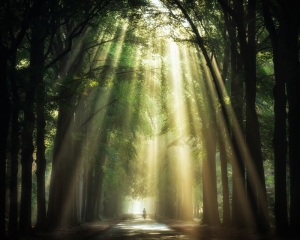 Forest and its light