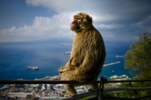 The fascinating life of a Gibraltarese monkey
