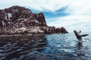 Curious Sea Lion at Isla Espíritu Santo