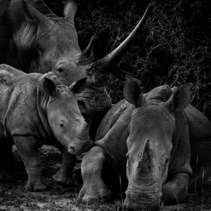 Rhino family portrait 