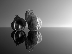 fragility of the physalis