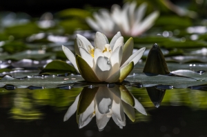 the reflection of a water lily