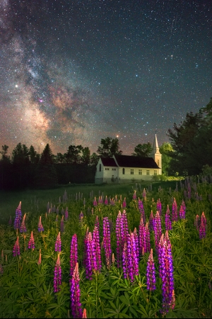 Lupines Festival