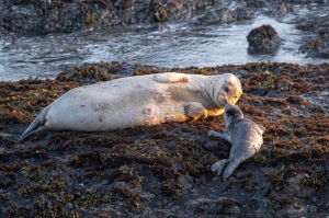 Harbor Seal Pupping Season 2019