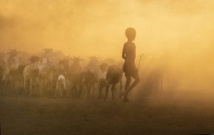 Tending Goats on a Windy Dusty Morning