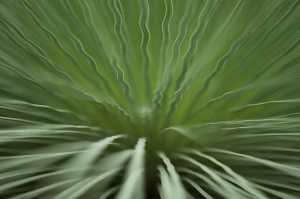 Serratifolium plant