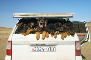 Mongolia's Bankhar Dog Project