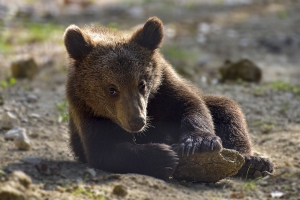 Romanian Brown Bear Cub