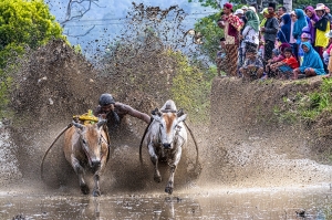 Traditional Bull Races