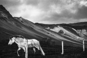 Icelandic horses_B
