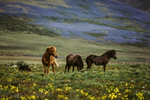 Icelandic horses_A