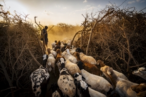 Masai Goat Herder