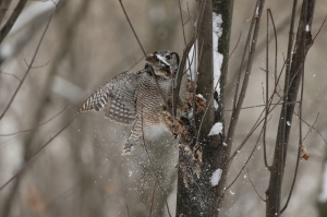 Northern Hawk Owl Retrieves Cache