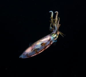 Caribbean Reef Squid at Night