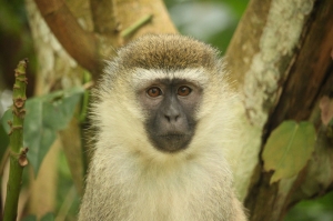 Portrait of a Vervet monkey