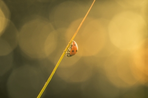 Ladybird at sunset
