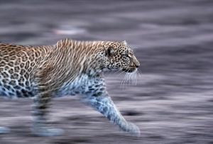 Brisk walk of Leopard, Kaboso and panning effect