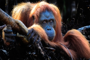 Don't Trespass- Orangutang