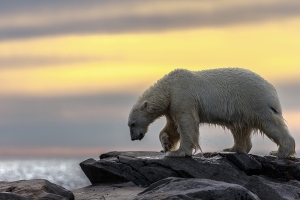NAT_WildLife__The_king_of_the_Arctic