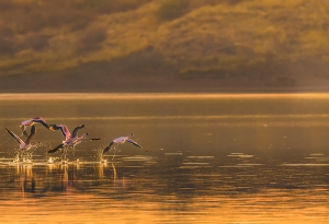 Flamingo at Lake Magadi Kenya