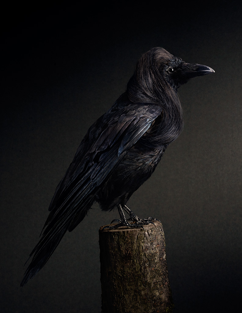 Благородная птица. Кузгун ворон. Вороны. Огромная черная птица. Благородные птицы.