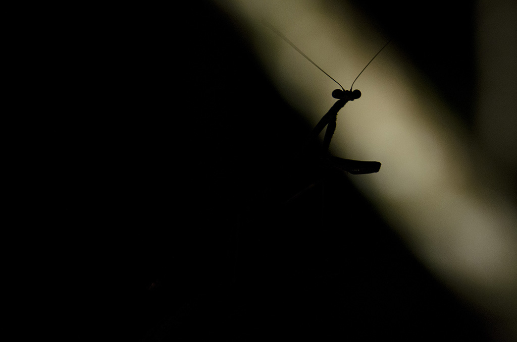 Bugs of the Night