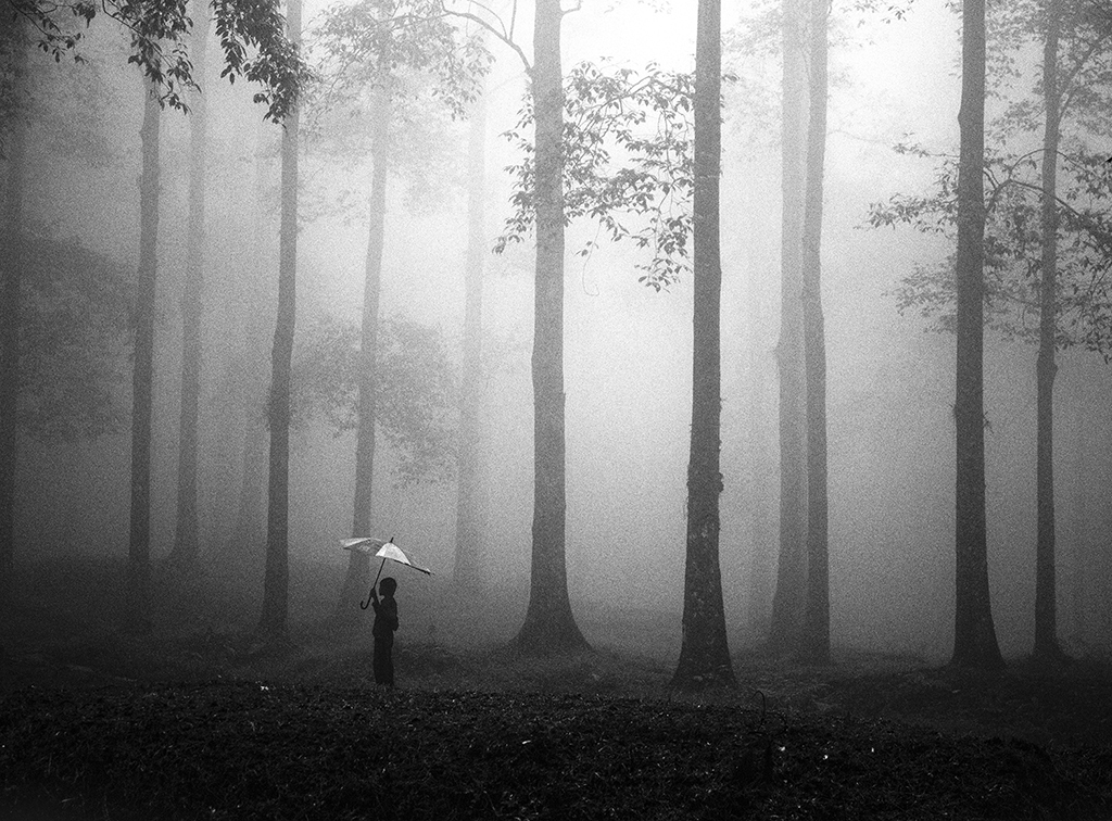 Фото леса черно белое