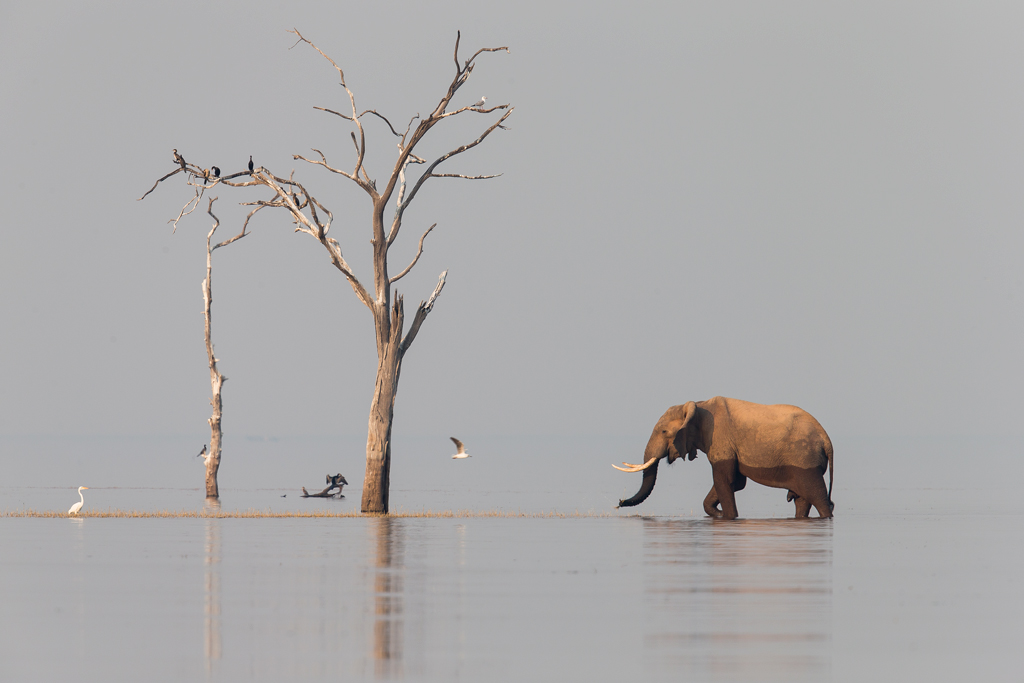 Moments of African wildlife