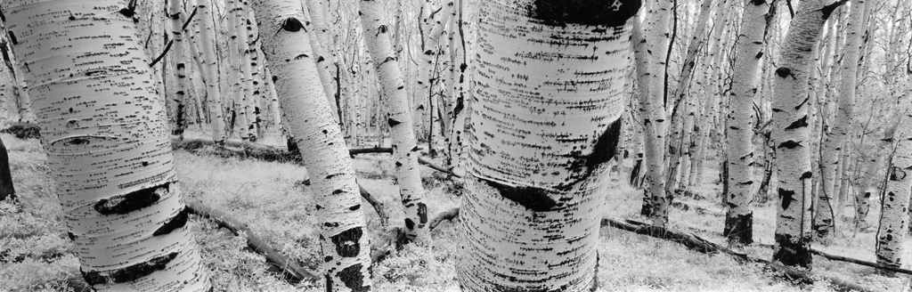 Aspen Trees Utah USA