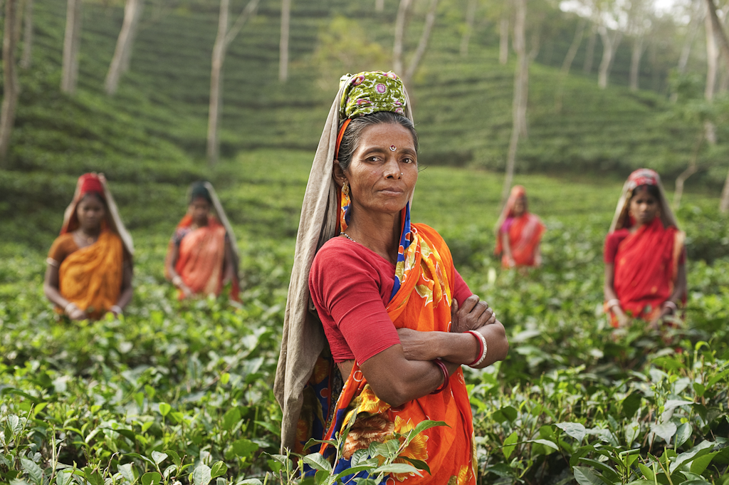 Tea Pickers, Bangladesh