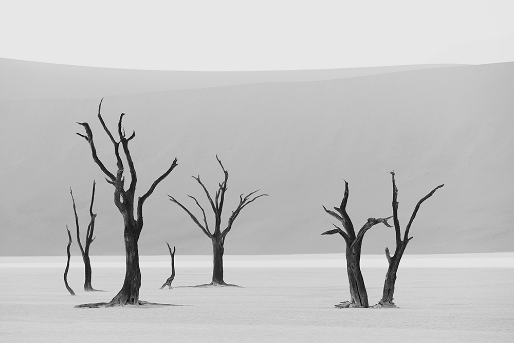 Dunes: Landscapes Evolving