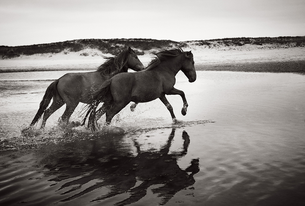Discovering the Horses of Sable Island