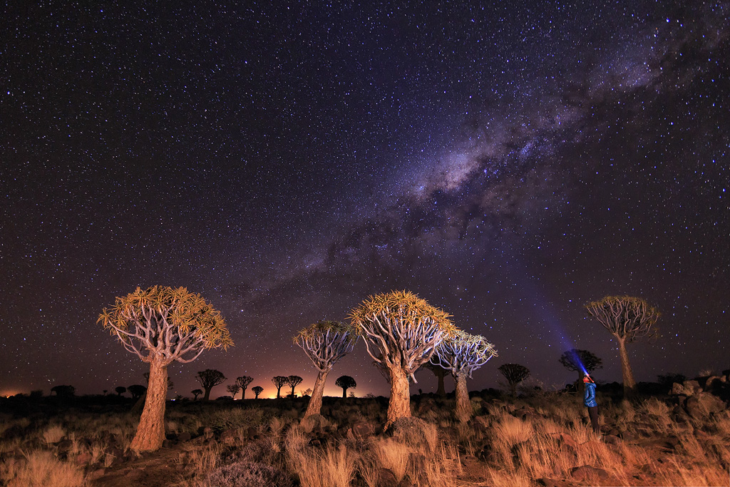 Quiver trees under the stars