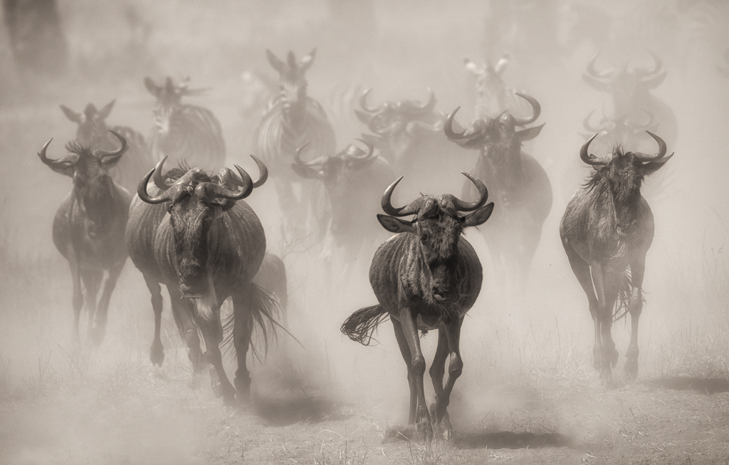 Migration in the Serengeti